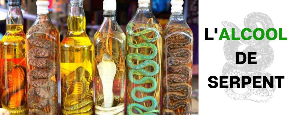 Liqueur de serpent Vietnam : Guide complet de cet alcool à savoir absolument