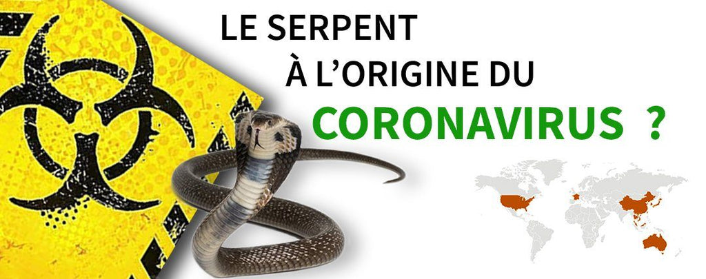 Le Coronavirus provient du Serpent : info ou intox ?