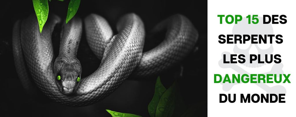 Top 15 des Serpents les plus Dangereux du Monde